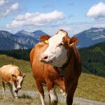 Calf_Cow_Mountain_Background_MS